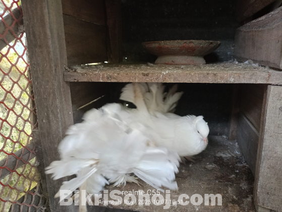 এক জোড়া সাদা লক্ষ্যা কবুতর বিক্রি করা হবে
